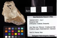 Foto (Objket + Etiketten) von Decapoda indet. 